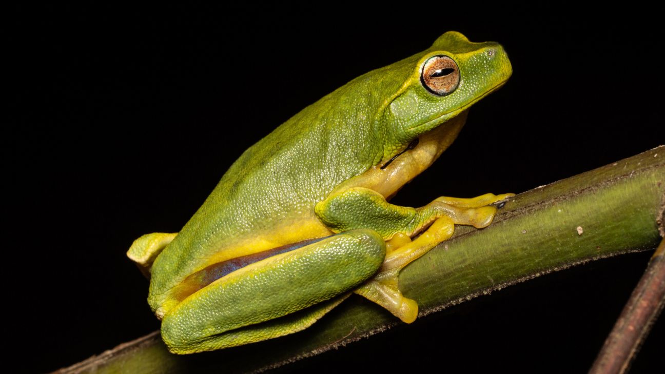 Dainty Green Tree Frog
